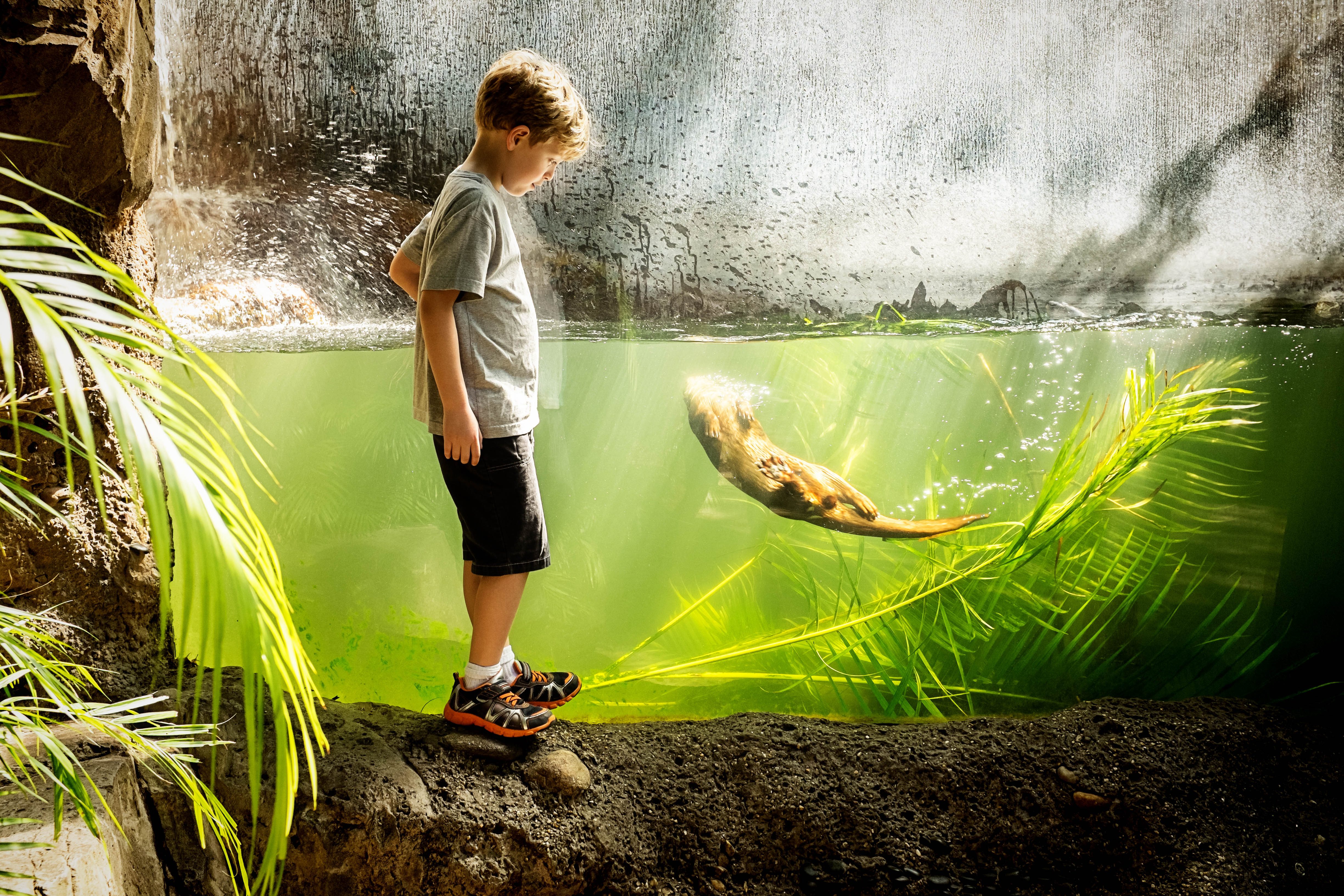 A young boy looking through the glass as a river otter swims towards him