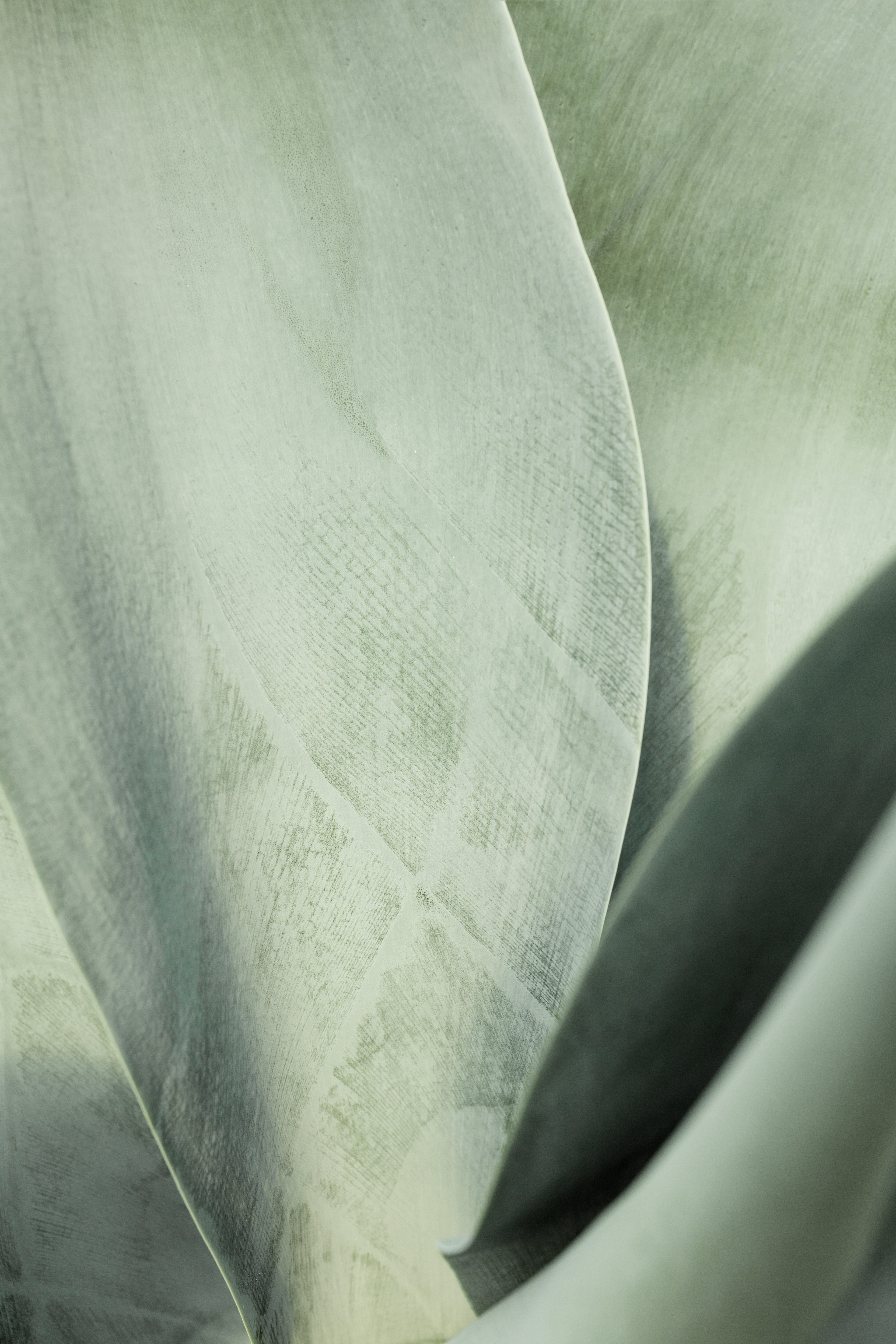 A close up of an agave leaf.