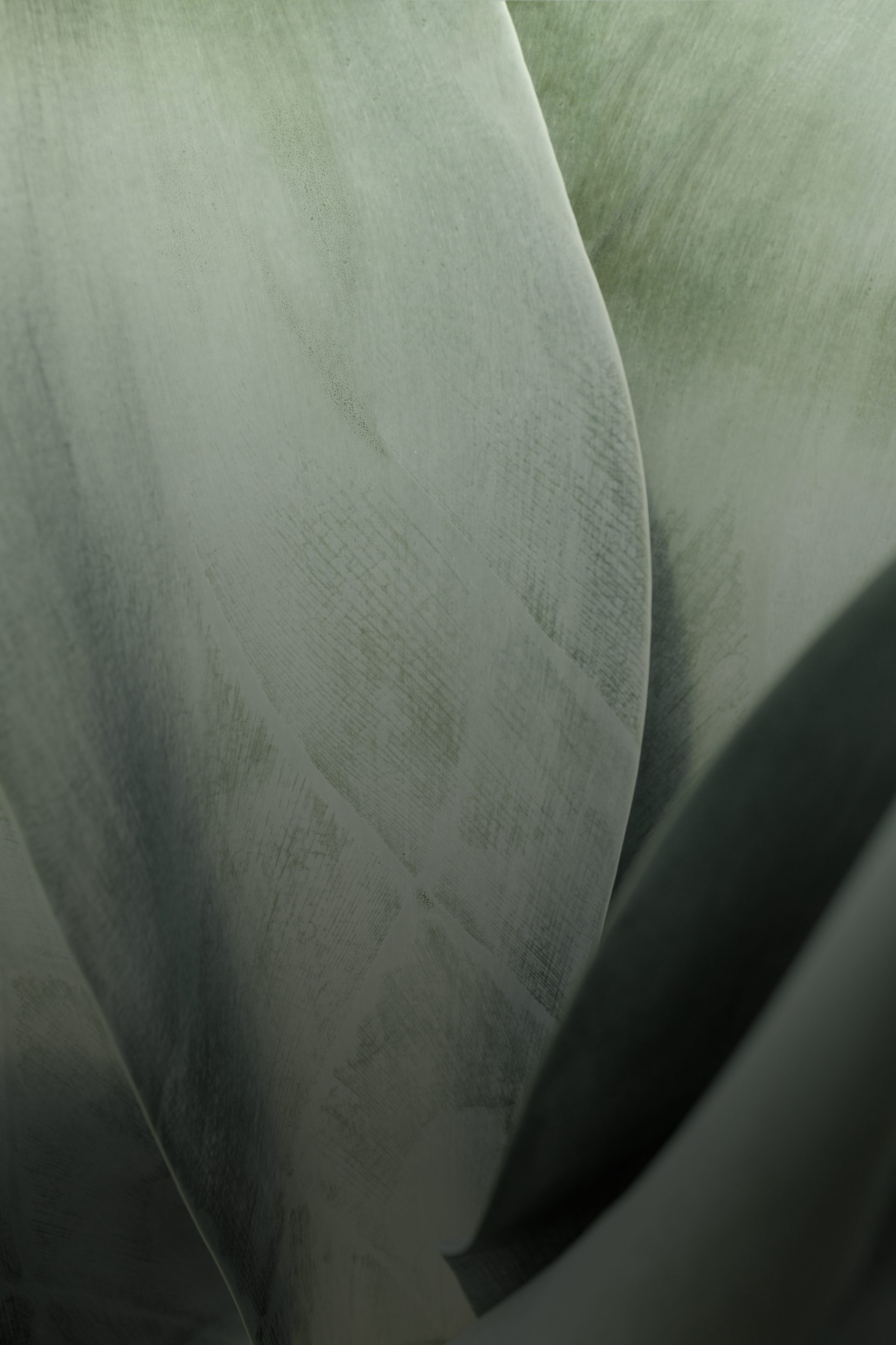 close up of agave leaves